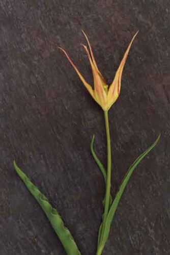 Brief History of Tulips